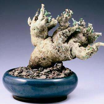 5 Pterodiscus ngamicus Seeds - Bonsai South African Indigenous Scented Succulent Caudiciform