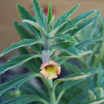 5 Pterodiscus ngamicus Seeds - Bonsai South African Indigenous Scented Succulent Caudiciform