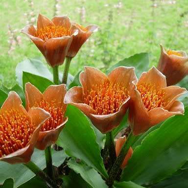 Scadoxus membranaceus (FRESHLY HARVESTED) Seeds - Endemic South African Indigenous Perennial Bulb