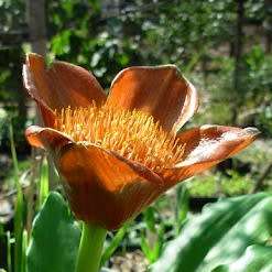 Scadoxus membranaceus (FRESHLY HARVESTED) Seeds - Endemic South African Indigenous Perennial Bulb