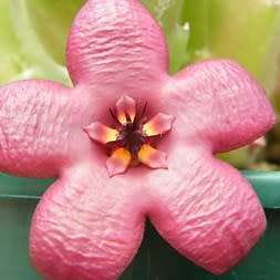 5 Stapelia hirsuta var. vetula Seeds - Indigenous South African Succulents + FREE SEEDS