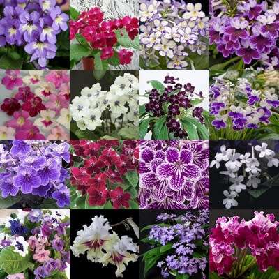 Streptocarpus Mixed Hybrids Seeds - Indigenous South African Endemic Perennial Houseplant