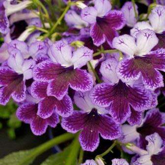 Streptocarpus Mixed Hybrids Seeds - Indigenous South African Endemic Perennial Houseplant