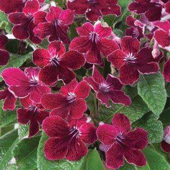 Streptocarpus Mixed Hybrids Seeds - Indigenous South African Endemic Perennial Houseplant