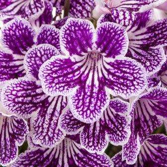 Streptocarpus Mixed Hybrids Seeds - Indigenous South African Endemic Perennial Houseplant