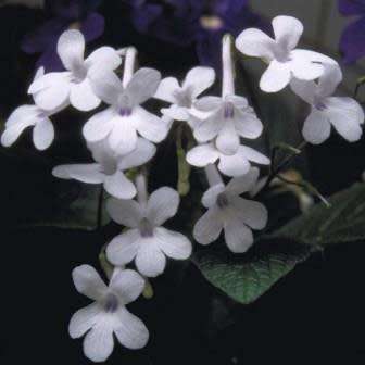 Streptocarpus Mixed Hybrids Seeds - Indigenous South African Endemic Perennial Houseplant