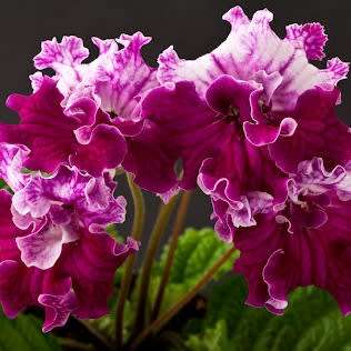 Streptocarpus Mixed Hybrids Seeds - Indigenous South African Endemic Perennial Houseplant