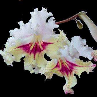 Streptocarpus Mixed Hybrids Seeds - Indigenous South African Endemic Perennial Houseplant