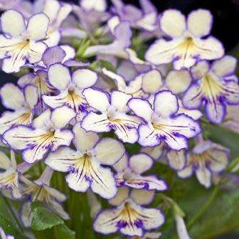 Streptocarpus Mixed Hybrids Seeds - Indigenous South African Endemic Perennial Houseplant