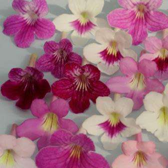 Streptocarpus Mixed Hybrids Seeds - Indigenous South African Endemic Perennial Houseplant