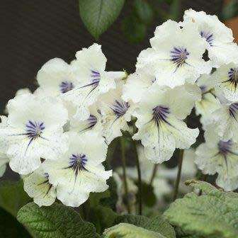Streptocarpus Mixed Hybrids Seeds - Indigenous South African Endemic Perennial Houseplant