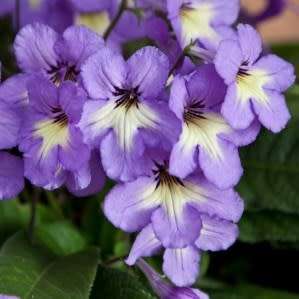 Streptocarpus Mixed Hybrids Seeds - Indigenous South African Endemic Perennial Houseplant