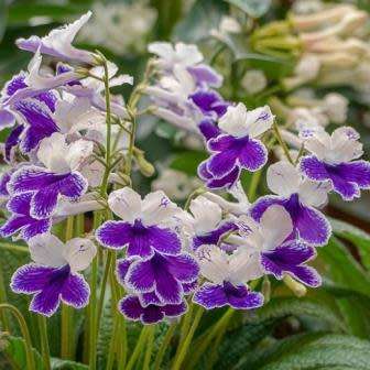Streptocarpus Mixed Hybrids Seeds - Indigenous South African Endemic Perennial Houseplant