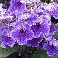 Streptocarpus Mixed Hybrids Seeds - Indigenous South African Endemic Perennial Houseplant