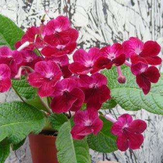 Streptocarpus Mixed Hybrids Seeds - Indigenous South African Endemic Perennial Houseplant