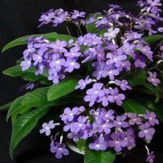 Streptocarpus Mixed Hybrids Seeds - Indigenous South African Endemic Perennial Houseplant