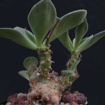 5 Tylecodon ventricosus Seeds - Indigenous South African Endemic Perennial Succulent