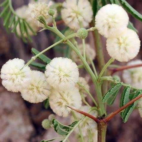 5 Vachellia sieberiana var. woodii (Acacia) Tree Seeds - Paperbark thorn - Indigenous