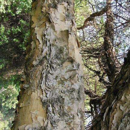 5 Vachellia sieberiana var. woodii (Acacia) Tree Seeds - Paperbark thorn - Indigenous