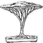 5 Vachellia sieberiana var. woodii (Acacia) Tree Seeds - Paperbark thorn - Indigenous