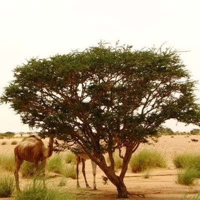 5 Vachellia sieberiana var. woodii (Acacia) Tree Seeds - Paperbark thorn - Indigenous