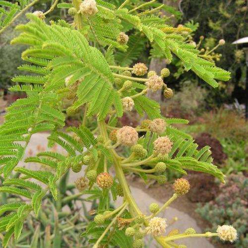 5 Vachellia sieberiana var. woodii (Acacia) Tree Seeds - Paperbark thorn - Indigenous