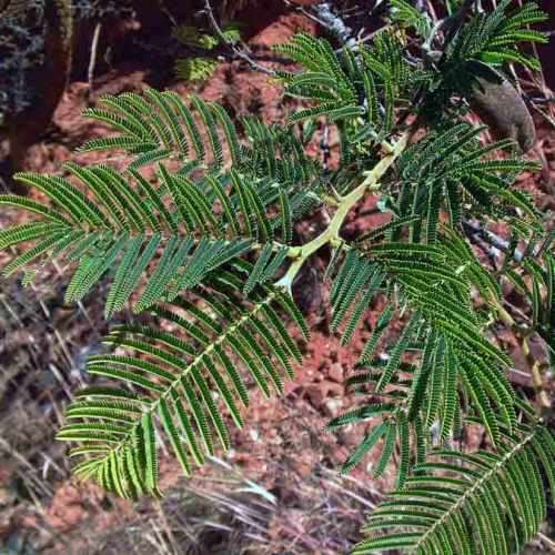 5 Vachellia sieberiana var. woodii (Acacia) Tree Seeds - Paperbark thorn - Indigenous