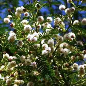 5 Vachellia sieberiana var. woodii (Acacia) Tree Seeds - Paperbark thorn - Indigenous