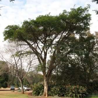 5 Vachellia sieberiana var. woodii (Acacia) Tree Seeds - Paperbark thorn - Indigenous