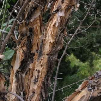 5 Vachellia sieberiana var. woodii (Acacia) Tree Seeds - Paperbark thorn - Indigenous