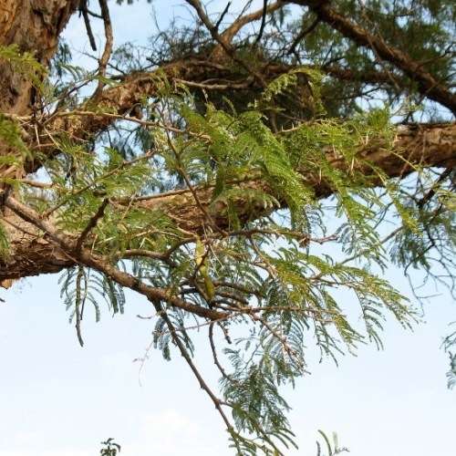 5 Vachellia sieberiana var. woodii (Acacia) Tree Seeds - Paperbark thorn - Indigenous