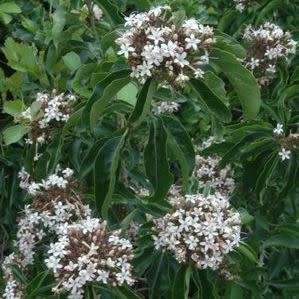 10 Volkameria glabra Syn. Clerodendrum glabrum Tree Seeds - Tinderwood - Worldwide Delivery
