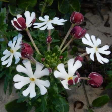 Zaluzianskya maritima Seeds - Indigenous South African Perennial + FREE SEEDS WITH ALL ORDERS
