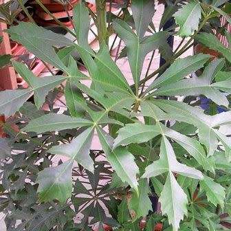 20 Cussonia spicata Seeds - Cabbage-tree - Indigenous Evergreen Tree - Flat Ship Rate