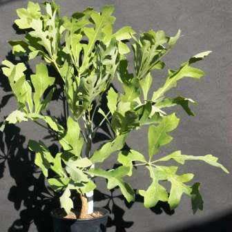 20 Cussonia spicata Seeds - Cabbage-tree - Indigenous Evergreen Tree - Flat Ship Rate