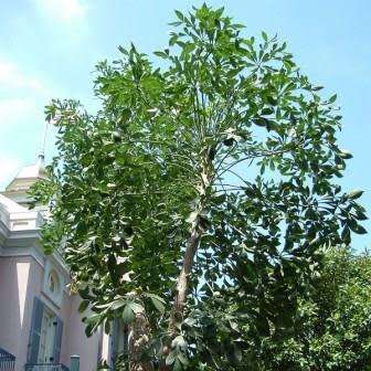 20 Cussonia spicata Seeds - Cabbage-tree - Indigenous Evergreen Tree - Flat Ship Rate