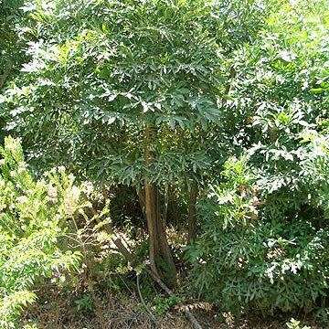 20 Cussonia spicata Seeds - Cabbage-tree - Indigenous Evergreen Tree - Flat Ship Rate