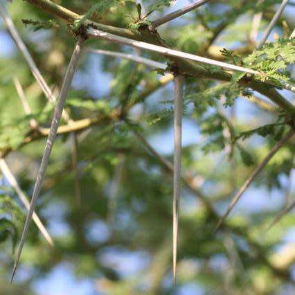 10 Fever Tree Seeds - Vachellia xanthophloea Syn. Acacia xanthophloea - Indigenous Medicinal