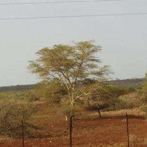 10 Fever Tree Seeds - Vachellia xanthophloea Syn. Acacia xanthophloea - Indigenous Medicinal