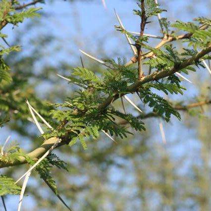 10 Fever Tree Seeds - Vachellia xanthophloea Syn. Acacia xanthophloea - Indigenous Medicinal