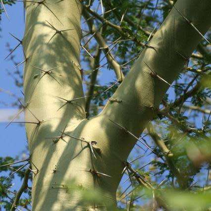 10 Fever Tree Seeds - Vachellia xanthophloea Syn. Acacia xanthophloea - Indigenous Medicinal