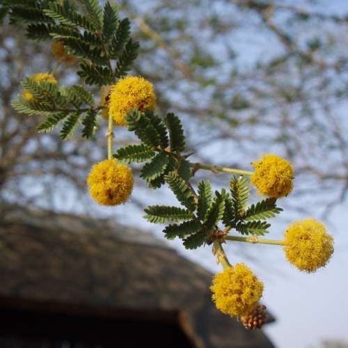 10 Fever Tree Seeds - Vachellia xanthophloea Syn. Acacia xanthophloea - Indigenous Medicinal