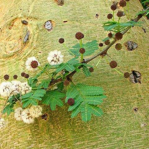 10 Fever Tree Seeds - Vachellia xanthophloea Syn. Acacia xanthophloea - Indigenous Medicinal