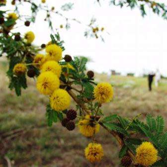 10 Fever Tree Seeds - Vachellia xanthophloea Syn. Acacia xanthophloea - Indigenous Medicinal