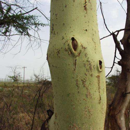 10 Fever Tree Seeds - Vachellia xanthophloea Syn. Acacia xanthophloea - Indigenous Medicinal