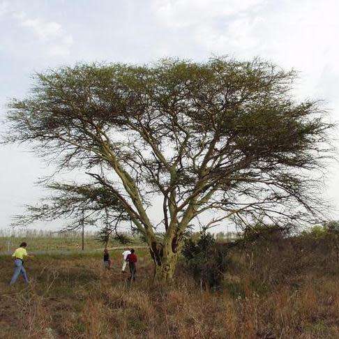10 Fever Tree Seeds - Vachellia xanthophloea Syn. Acacia xanthophloea - Indigenous Medicinal