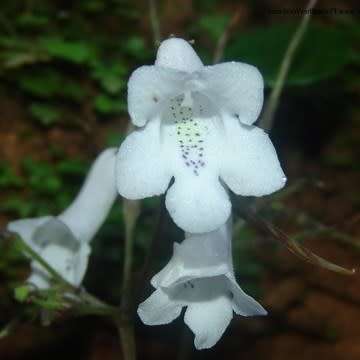 5 Streptocarpus wilmsii Seeds - Indigenous South African Perennial Houseplant - Combined Shipping