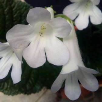 5 Streptocarpus wilmsii Seeds - Indigenous South African Perennial Houseplant - Combined Shipping