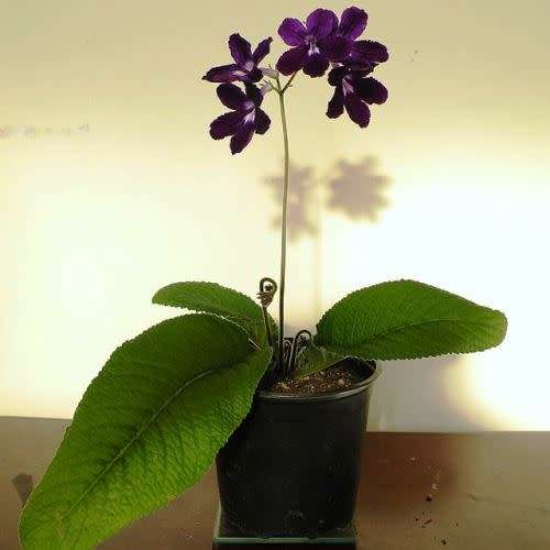 5 Streptocarpus nobilis Seeds - Indigenous South African Perennial Houseplant - Combined Shipping