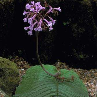 5 Streptocarpus grandis Seeds - Indigenous South African Endemic Perennial Houseplant